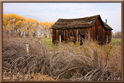 Old Cabin 10-31-7