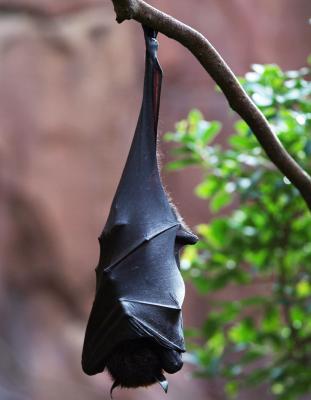 Shy Bat.jpg