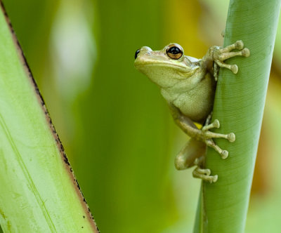 Frog76.jpg