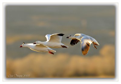 _D302979 wf.jpg