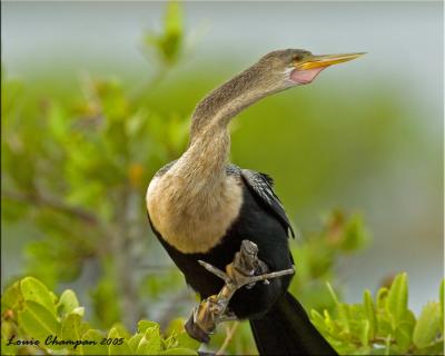 Anhinga 2.jpg