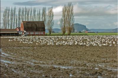 Snow Geese & Swans