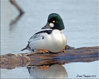 Waterfowl