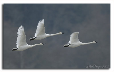 Swans