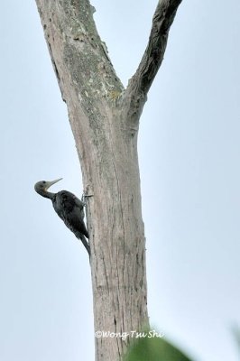 (Dryocopus pulverulentus)Great Slaty Woodpecker ♀