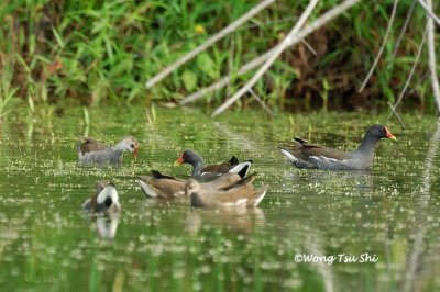 (Gallinula chloropus) Common Moorhan