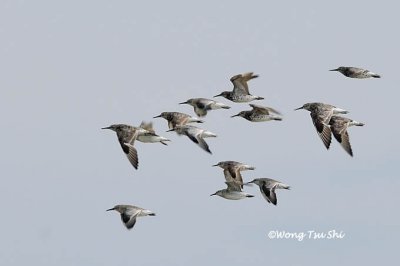 (Calidris tenuirostris)Great Knot