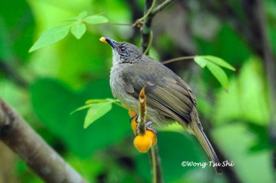 (Pycnonotus plumosus hachisukae) Olive-winged Bulbul