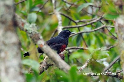 (Oriolus cruentus) Black-and-crimson Oriole