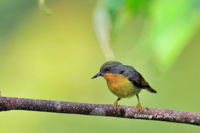 (Chalcoparia singalensis) Ruby-cheeked Sunbird ♀