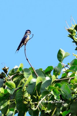 (Hemiprocne comata)Whiskered Treeswift ♂