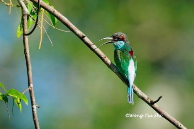 (Merops viridis viridis) Blue-throated Bee-eater