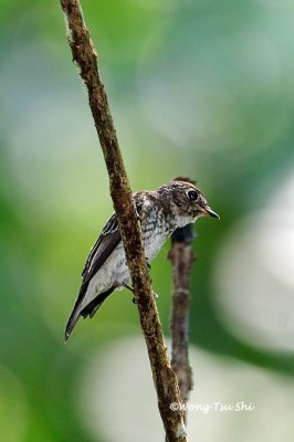 (Muscicapa sibirica) Dark-sided Flycatcher