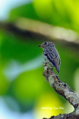 (Muscicapa sibirica) Dark-sided Flycatcher