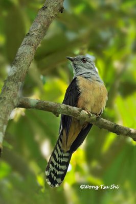 (Cacomantis merulinus) Plaintive Cuckoo