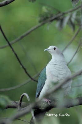 (Ducula aenea) Green Imperial Pigeon