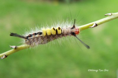 Caterpillar