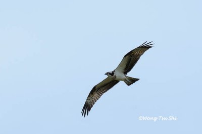 (Pandion haliaetus)Osprey