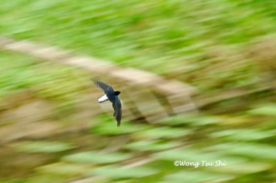 (Raphidura leucopygialis)Silver-rumped Spinetail