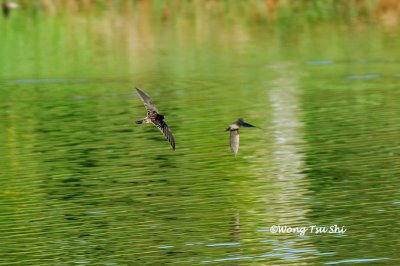 (Aerodramus  maximus)  Black-nest Swiftlet