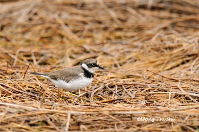 (Charadrius dubius) Little Ringed Plover