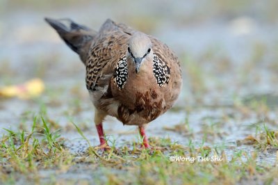 (Spilopelia chinensis) Spotted Dove