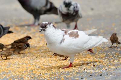 (Columba livia) Domestic Pigeon