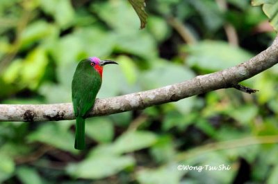 (Nyctyornis amictus) Red-bearded Bee-eater ♂