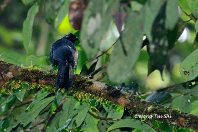 (Platysmurus atterimus)  Bornean Black Magpie