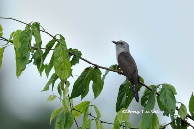 (Cacomantis merulinus) Plaintive Cuckoo