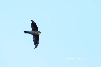 (Aerodramus fuciphagus)Edible-nest Swiftlet