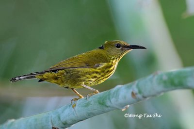 (Arachnothera hypogrammica) Purple-naped Spiderhunter ♂