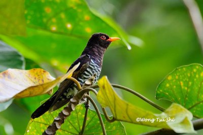 (Chrysococcyx xanthorhynchus) Violet Cuckoo ♂