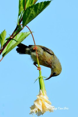 (Aethopyga siparaja) Crimson Sunbird -Juv