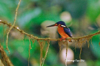 (Alcedo meninting) Blue-eared Kingfisher Juvenile