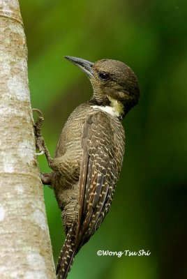 (Meiglyptes tukki tukki)Buff-necked Woodpecker ♀