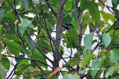 (Psilopogon eximus)*Bornean Barbet