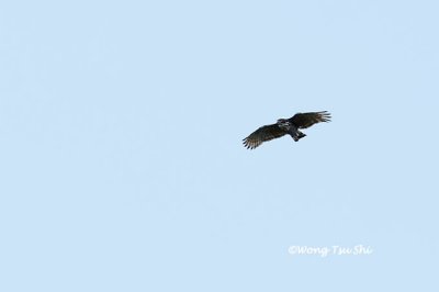 (Nisaetus alboniger)Blyth's Hawk Eagle