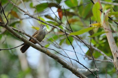 (Alophoixus ruficrissus) Penan Bulbul