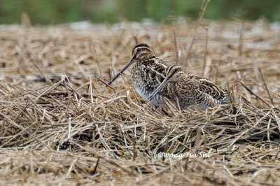 (Gallinago gallinago) Common Snipe