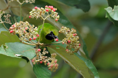 (Chloropsis cyanopogon) Lesser Green Leafbird ♂