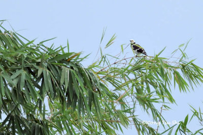 (Gracupica nigricollis)Black-collared Starling