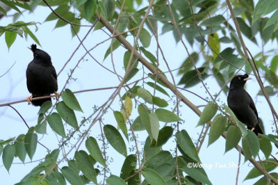 (Acridotheres cristatellus)Crested Myna