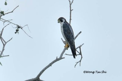 (Falco pereginus) Peregrine Falcon