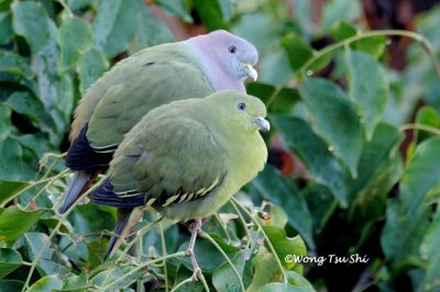 (Treron vernans vernans)Pink-necked Green Pigeon