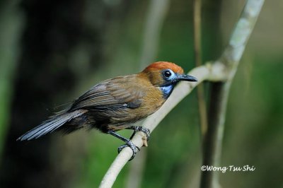 (Macronous ptilosus)Fluffy-backed Babbler