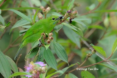 (Chloropsis cyanopogon) Lesser Green Leafbird ♀