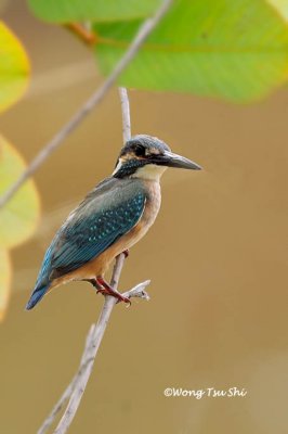 (Alcedo atthis) Common Kingfisher