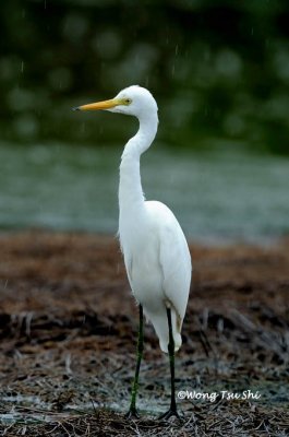 (Ardea intermedia)Intermediate Egret
