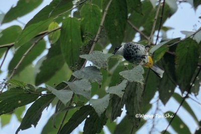 (Pycnonotus squamatus) Scaly-breasted Bulbul